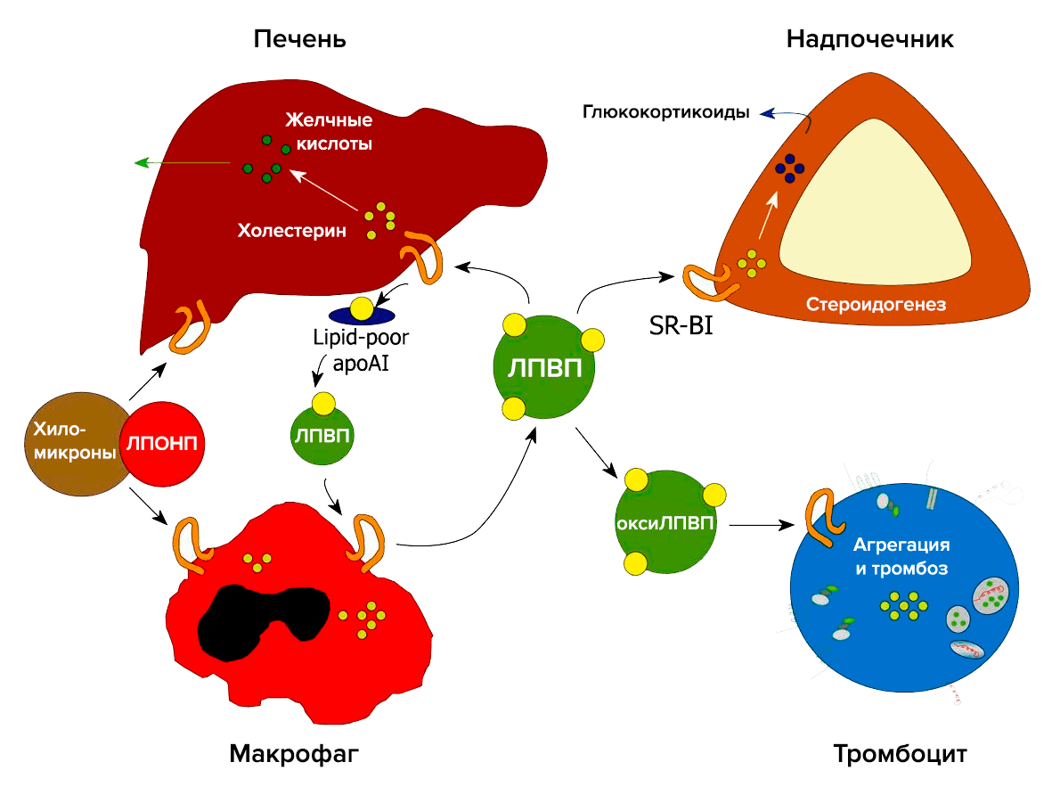 Участие рецептора SR-BI в метаболизме холестерина