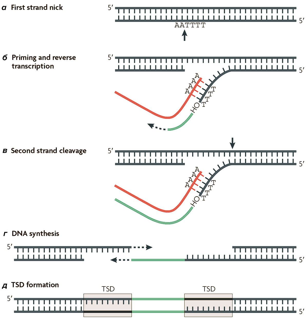 Интеграция ретротранспозона L1 в геном
