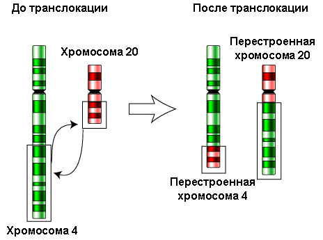 Схема транслокации
