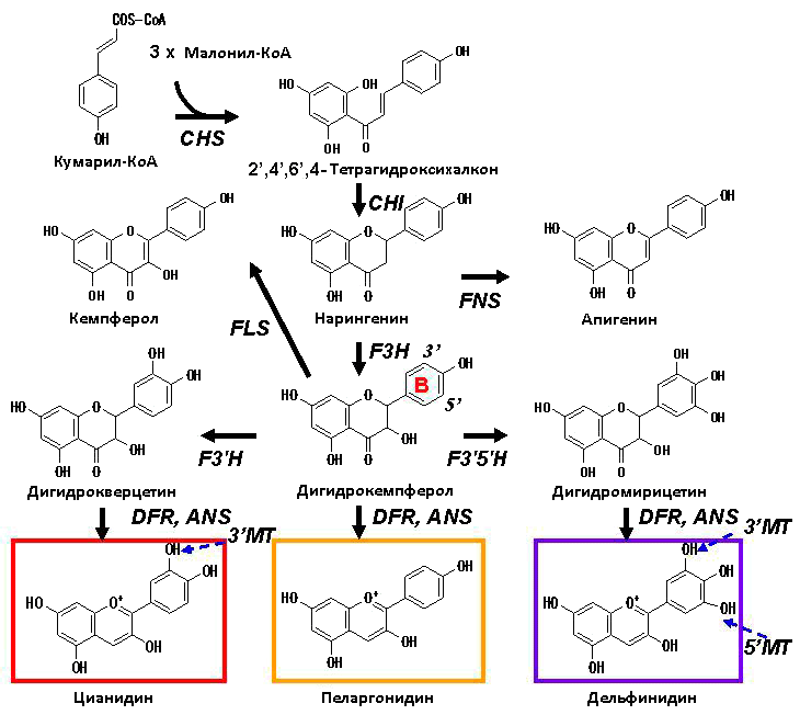 Биосинтез антоцианидинов
