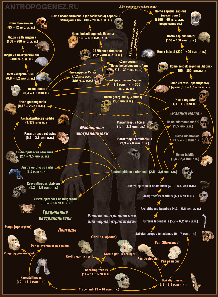 Современная схема эволюции человека