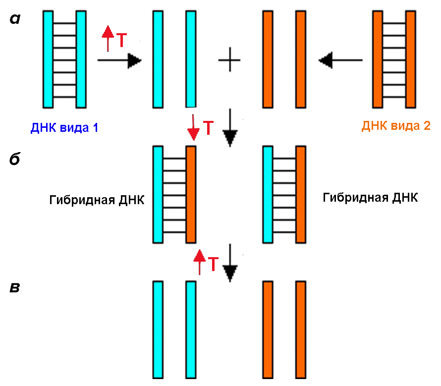 ДНК—ДНК гибридизация