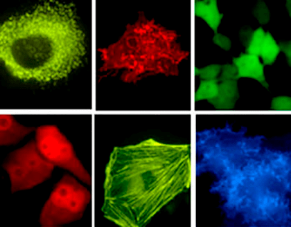 Визуализация различных компонент живых клеток