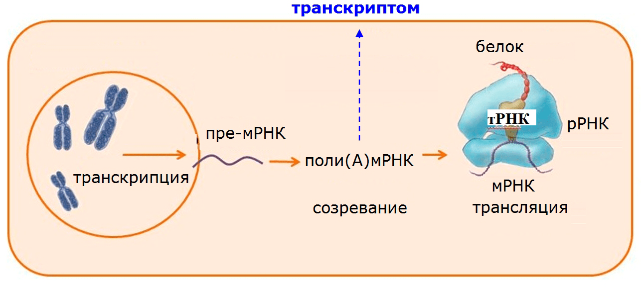 Схема генной экспрессии