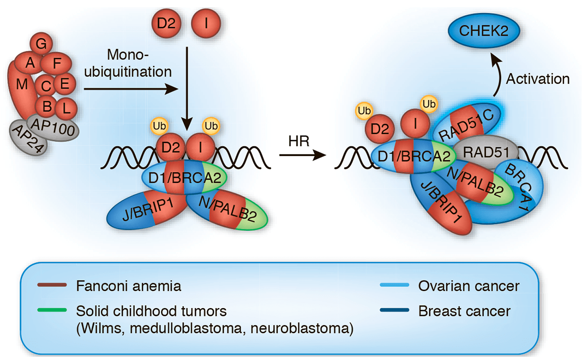 Белковый комплекс репарации ДНК