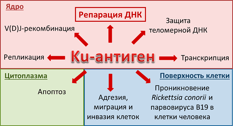 Разнообразные функции Ku-антигена