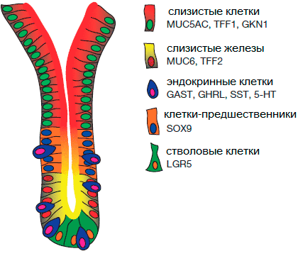 Схема гистологического строения желудочного органоида