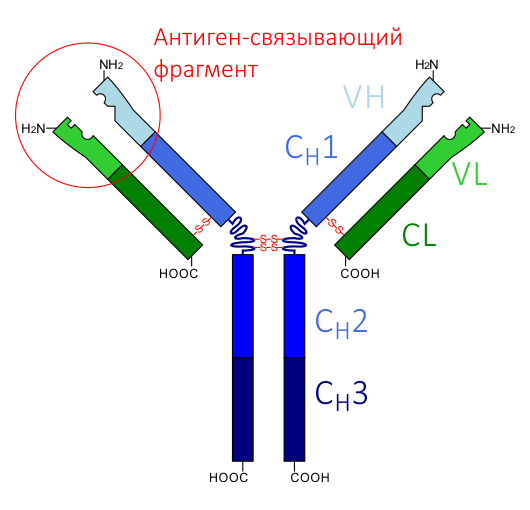 Схема строения классического антитела
