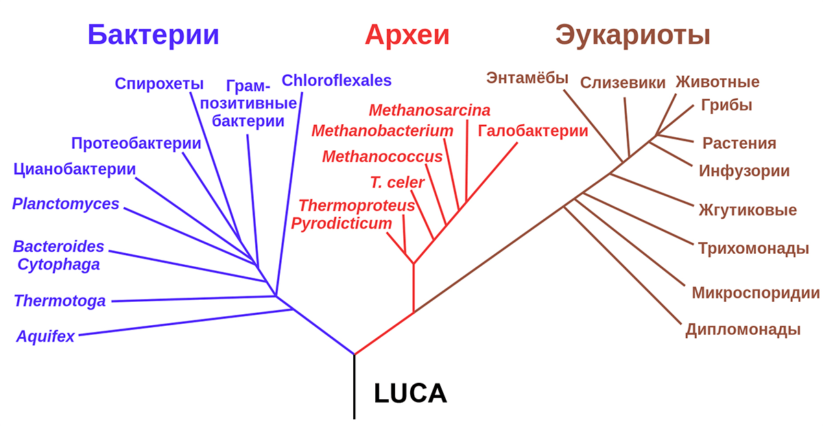 Схема трехдоменной классификации