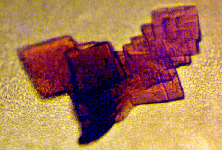 Кристаллы гемоглобина под микроскопом