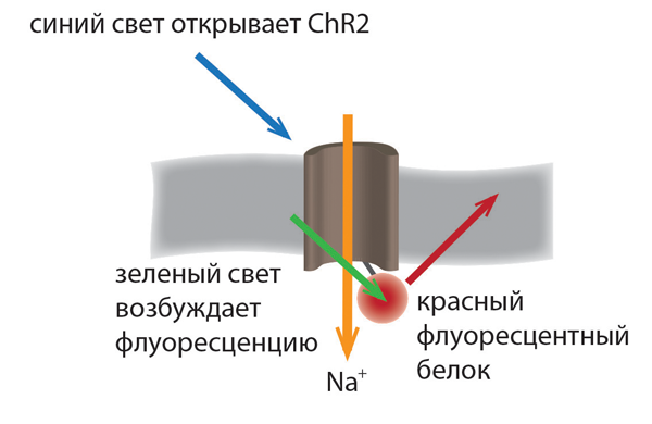 http://biomolecula.ru/img/content/1566/01.optogeneticheskij-metod.png