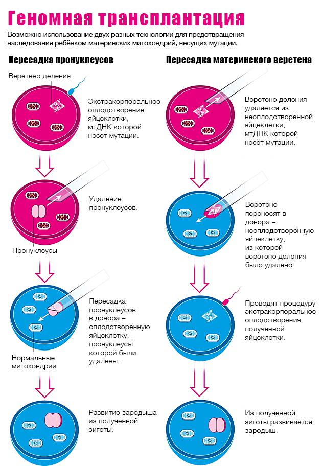 http://biomolecula.ru/img/content/1567/01.genomnaja-transplantacija.png