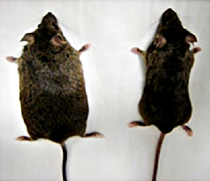 Мыши нормальная и ожиревшая