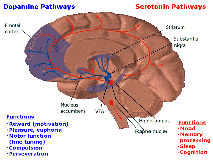 Серотониновые и дофаминовые пути