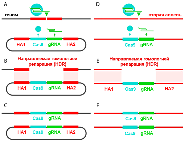 «Саморазмножение» кассеты CRISPR/Cas9