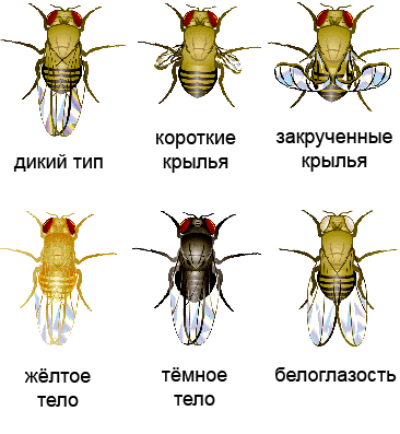 Варианты фенотипов мух