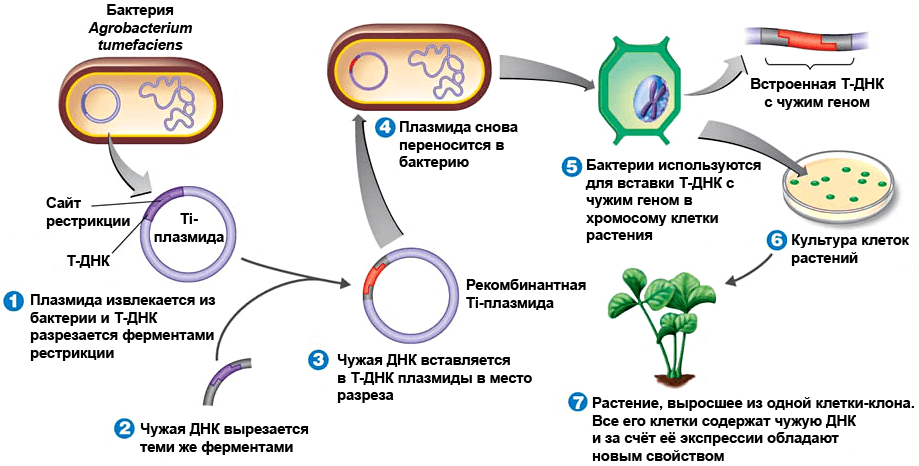 Агробактериальная трансформация