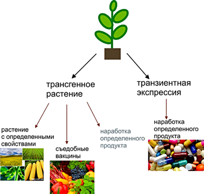 Возможности использования растений в биотехнологических целях