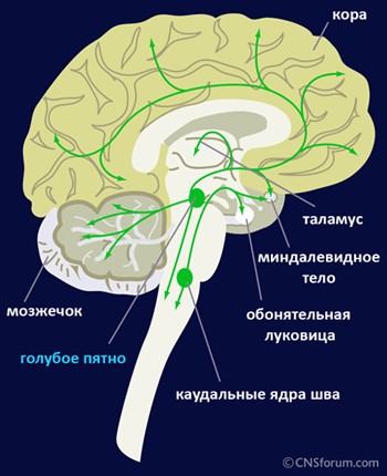 Норадренергические волокна головного мозга
