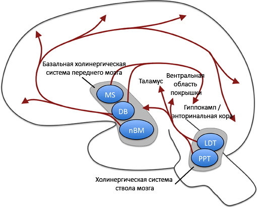 Ацетилхолиновая система мозга