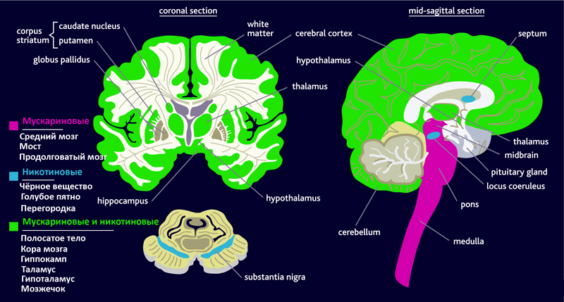 Распределение мускариновых и никотиновых рецепторов в головном мозге человека