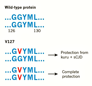Мутация в гене прионного белка