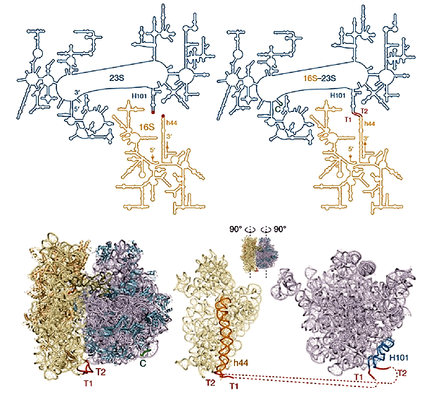 Соединение двух рРНК