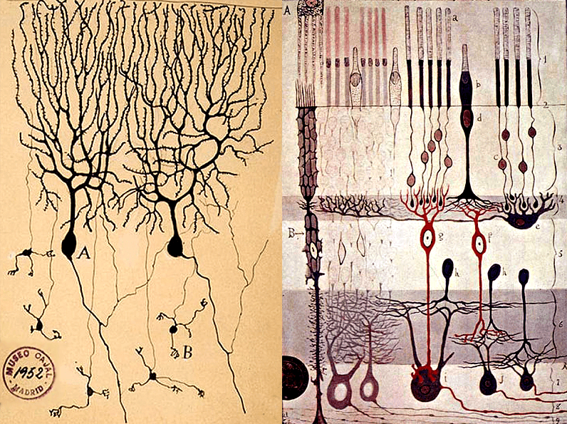 Зарисовки нейронов