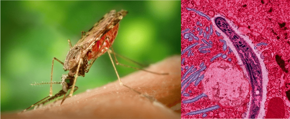 Комар и малярийный плазмодий