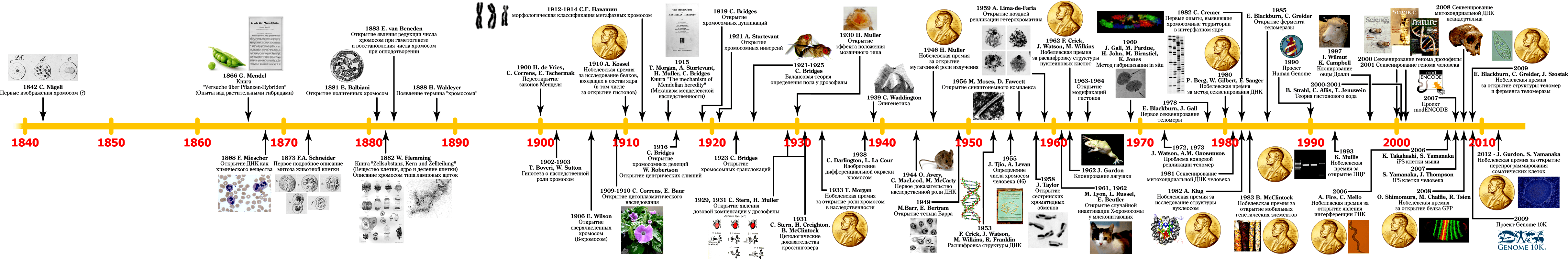 100 лет хромосомной теории наследственности (1915–2015)