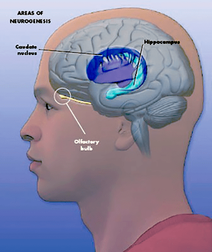 Зоны нейрогенеза в мозге человека