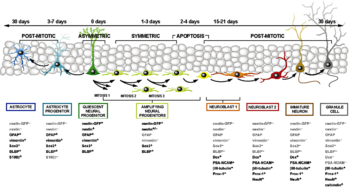 Схема дифференцировки нервных стволовых клеток