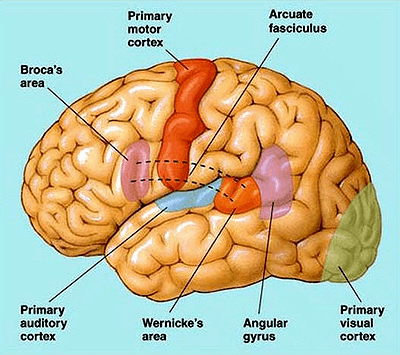 Речевые зоны мозга