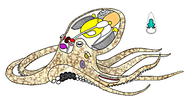 Анатомии Octopus bimaculoides