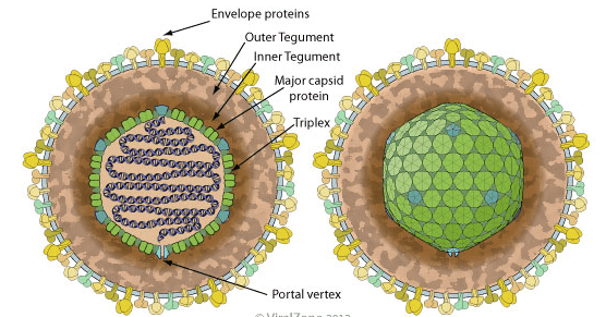 Структура вириона вируса Эпштейна — Барр