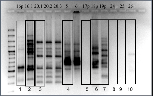 Электрофореграмма продуктов Box-PCR
