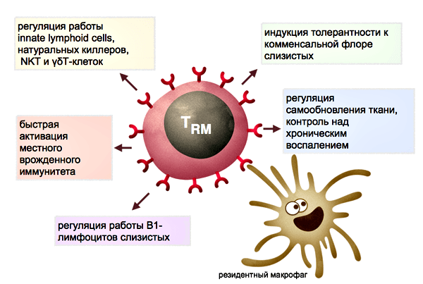 Функции резидентных Т-лимфоцитов тканей