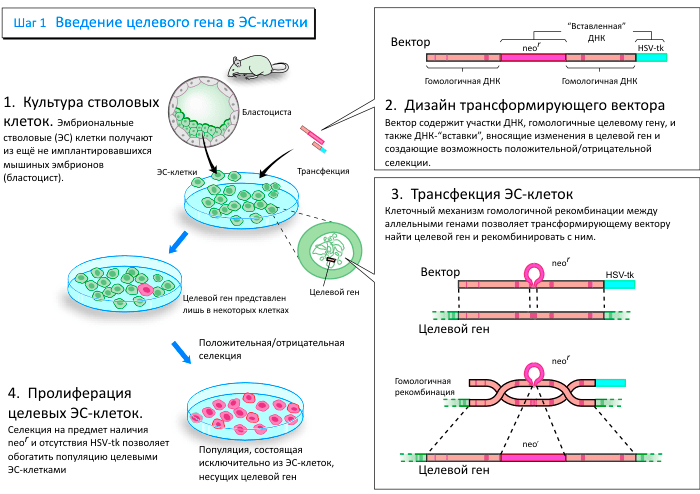 Схема направленного изменения генов в мышах (шаг 1)