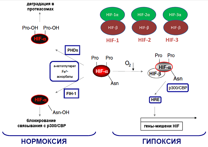 Факторы транскрипции HIF 1-3