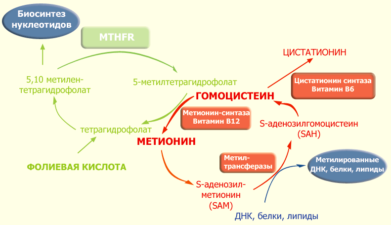 Схема фолатного цикла