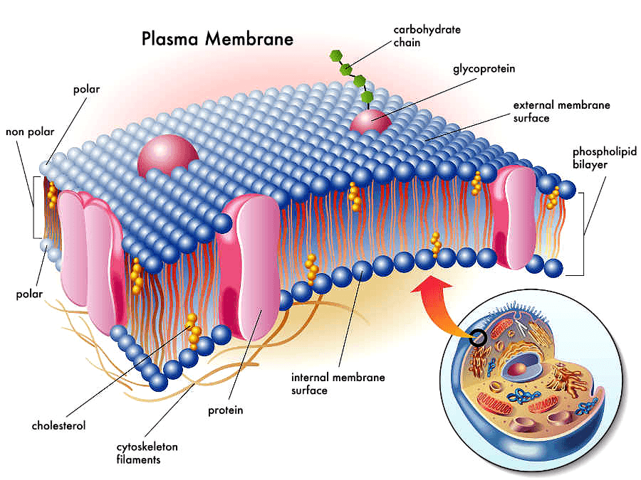 Мембранные белки