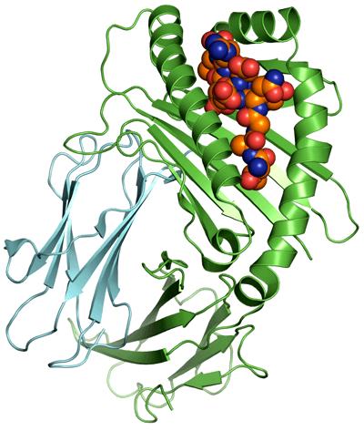 Пептид в белке MНС I