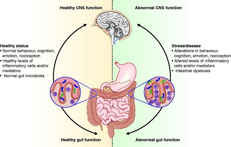 Микрофлора кишечника и мозг