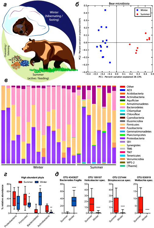 Сезонные различия микробиоты фекалий бурого медведя