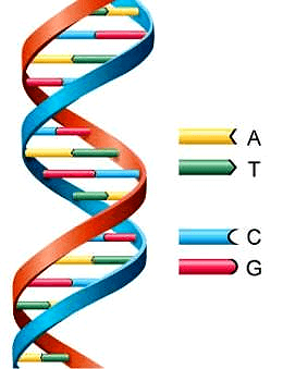 Схематичная структура ДНК