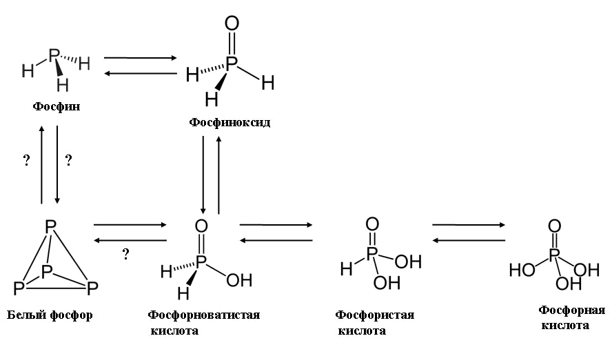 Метаболический путь белого фосфора