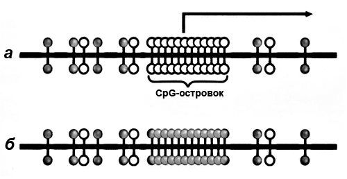 CpG-островок промоторной области гена