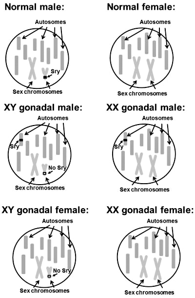 Модель «четыре основных генотипа»
