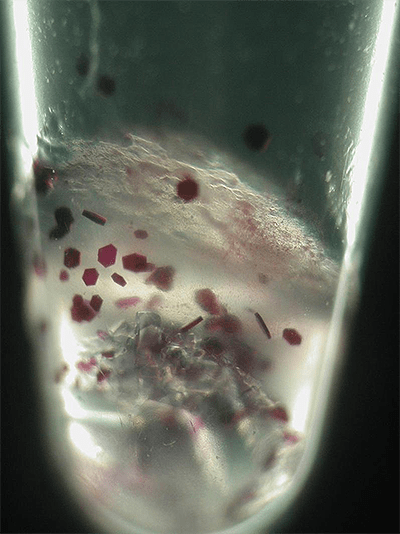 Кристаллы бактериородопсина
