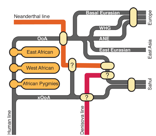 Уточненная схема выхода человека из Африки